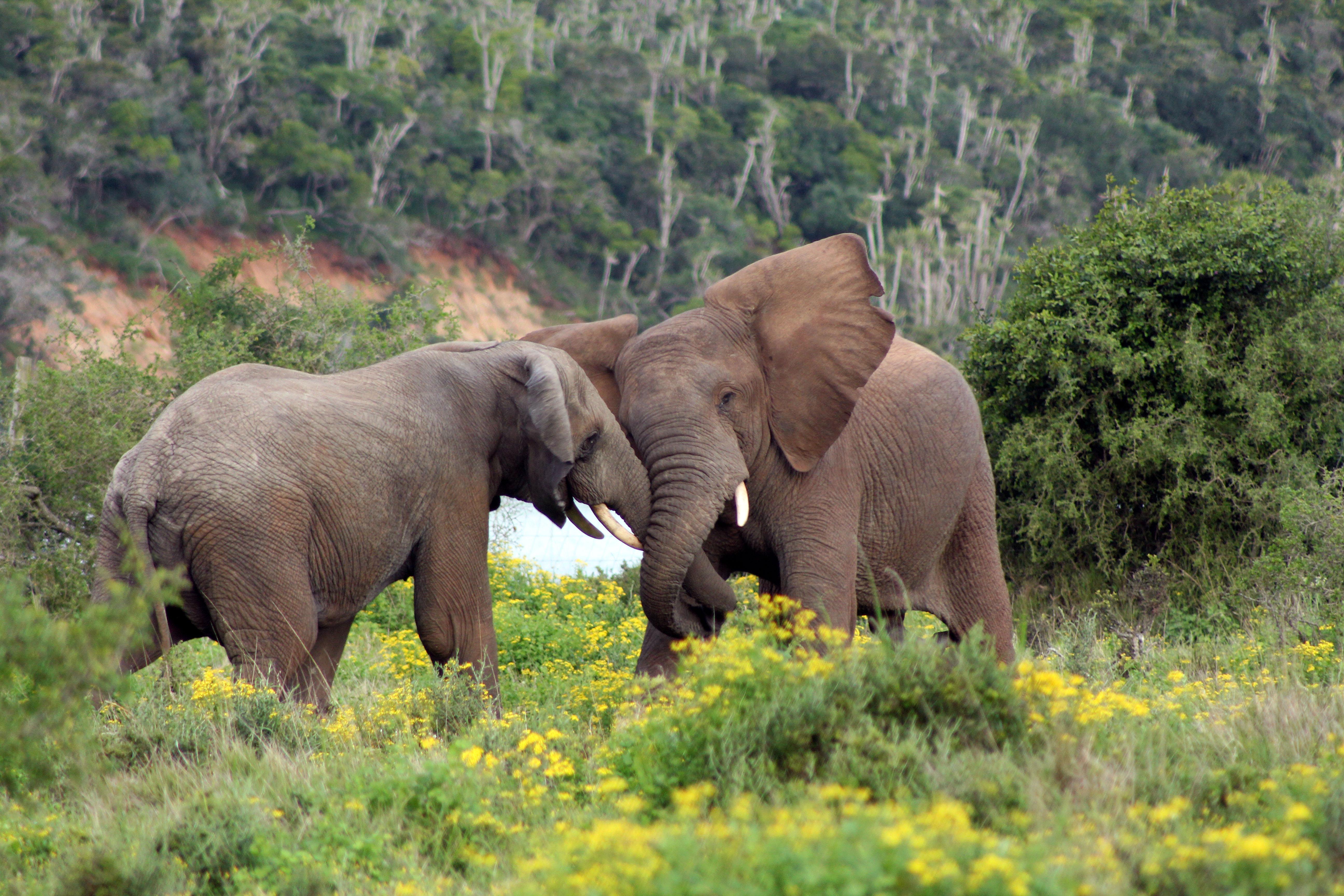 Sibuya Game Reserve&Lodge Kenton on Sea Exterior foto