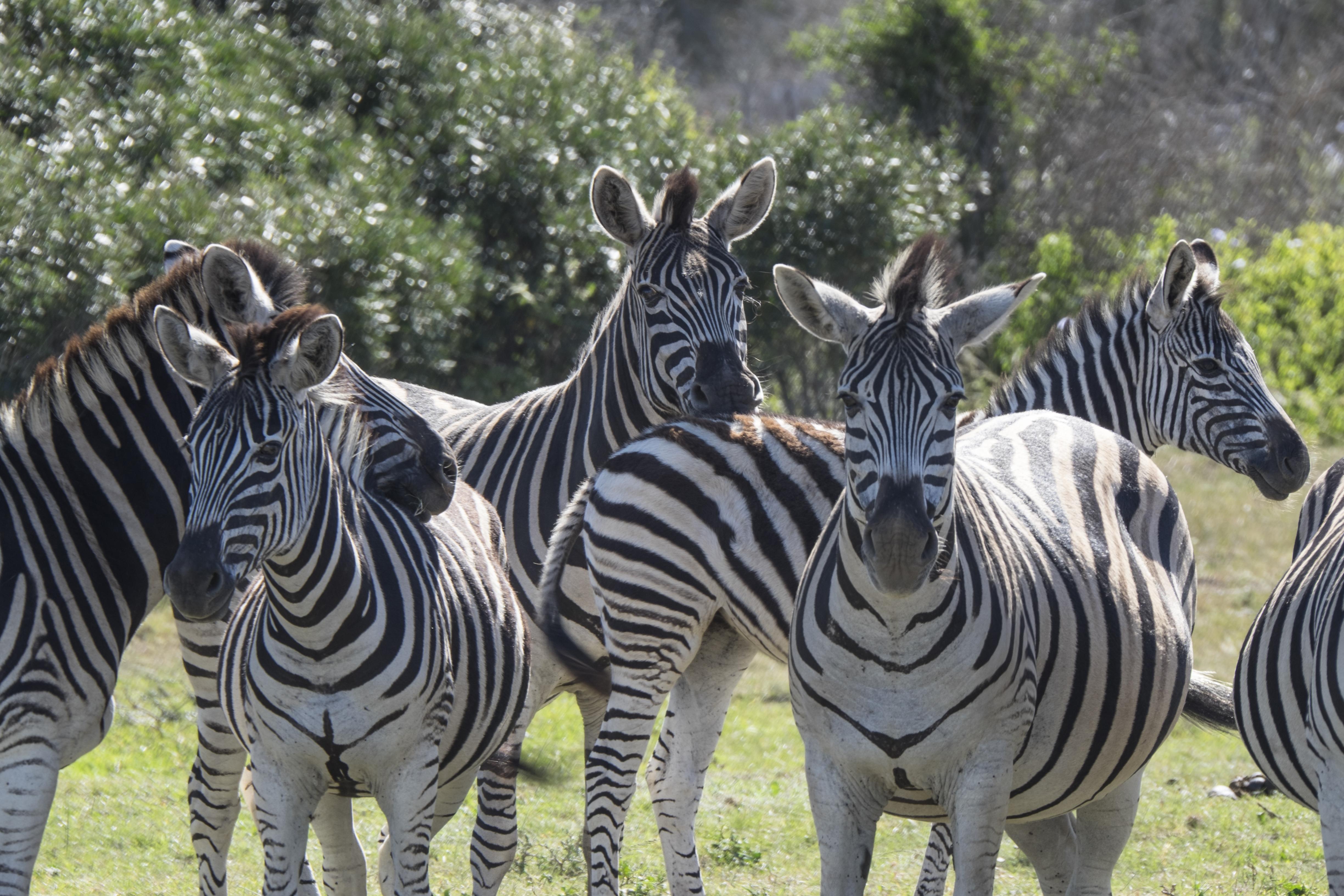 Sibuya Game Reserve&Lodge Kenton on Sea Exterior foto