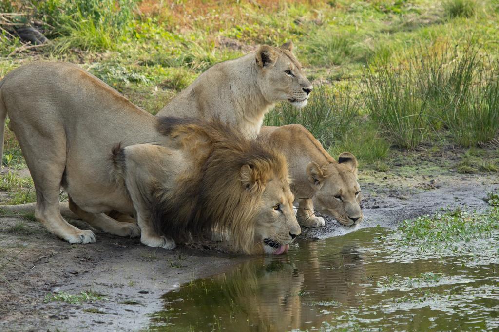 Sibuya Game Reserve&Lodge Kenton on Sea Exterior foto